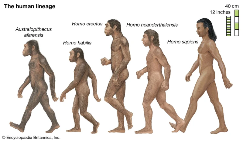The Homo Genus: An Evolutionary Story