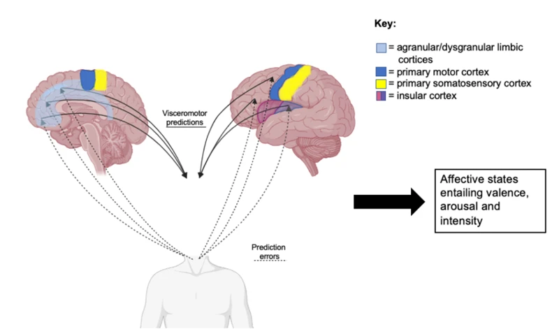 The Neurobiology Of Emotions